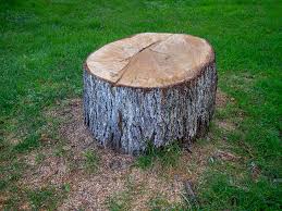Best Tree Preservation Services  in Stephenville, TX