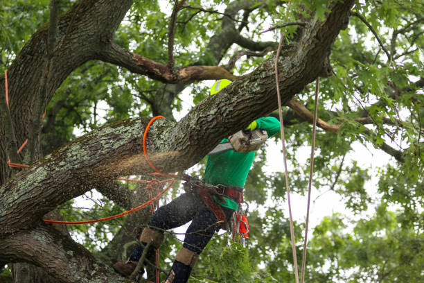 How Our Tree Care Process Works  in  Stephenville, TX
